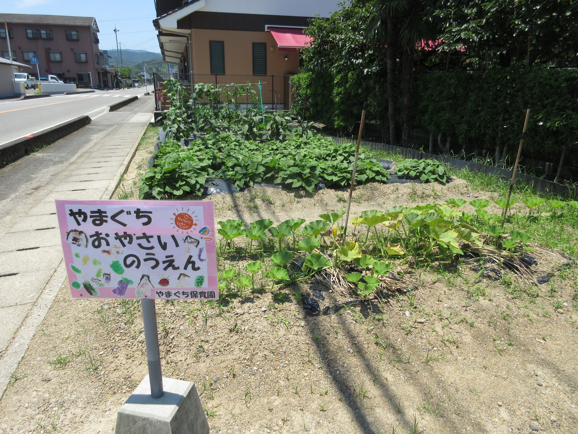 写真：やまぐち菜園